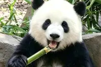 Chengdu Signature Experience Day Tour