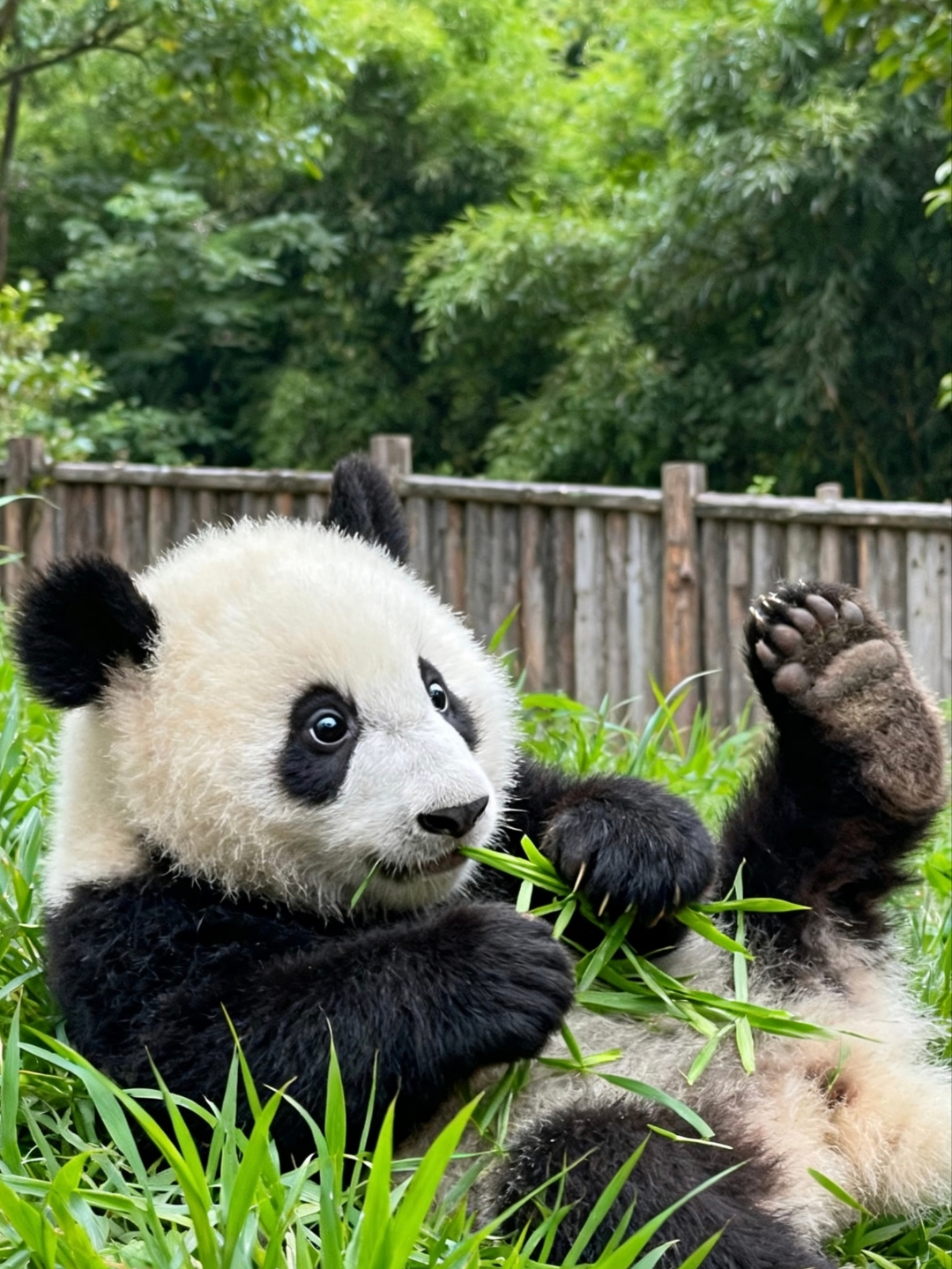 Chengdu Giant Panda Base Private Tour in Chengdu
