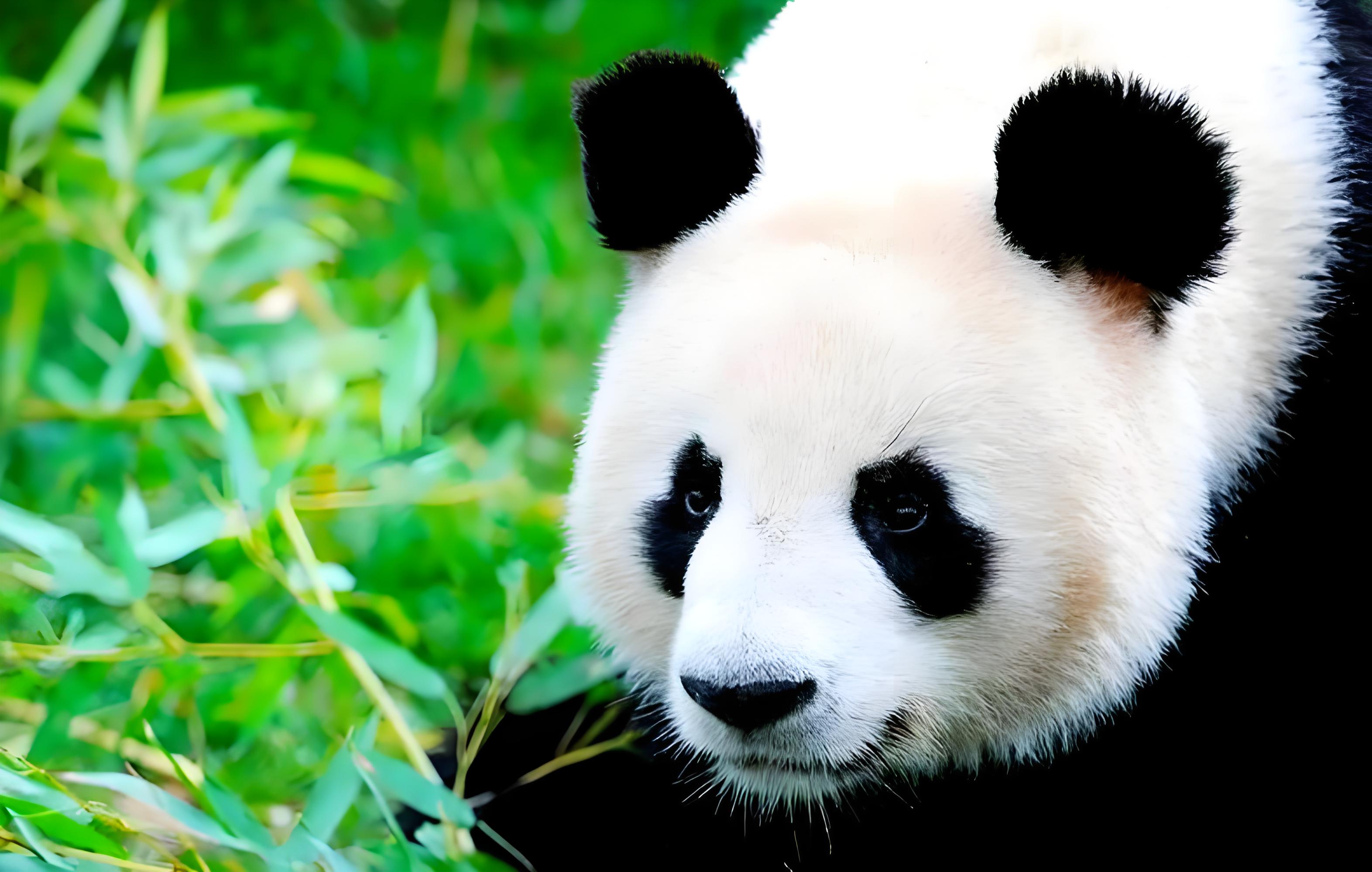 Shanghai Wild Animal Park: A Wonderful Exploration in Shanghai